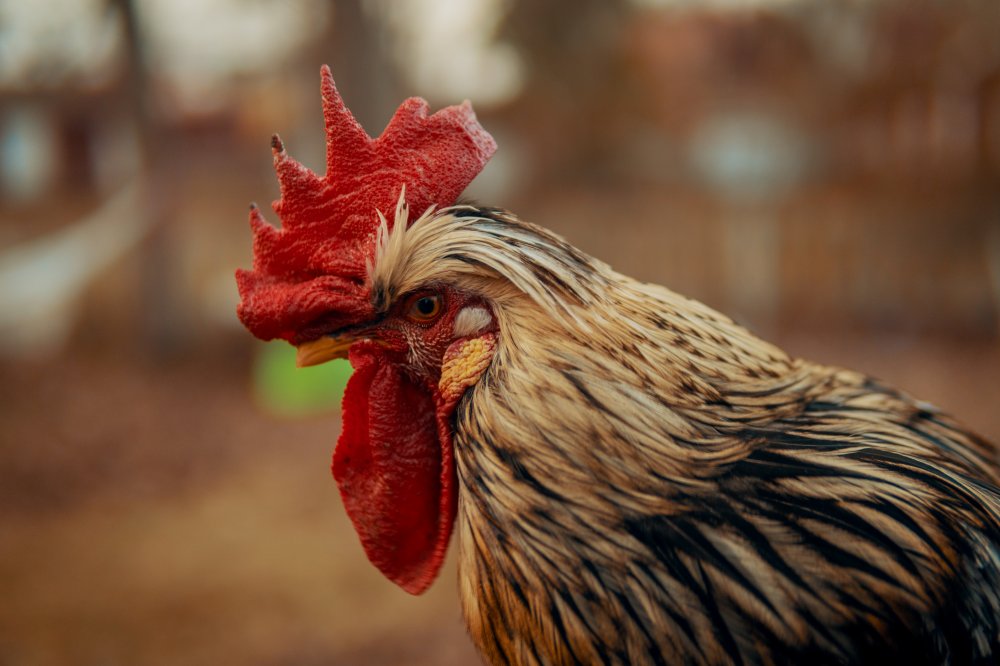 Ciri-ciri Situs Judi Sabung Ayam S128 Terbaik